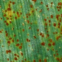 rust on corn.jpg